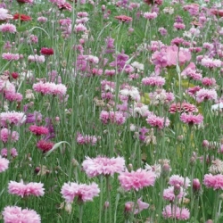Prairie Fleurie - Fleurir son jardin en ROSE