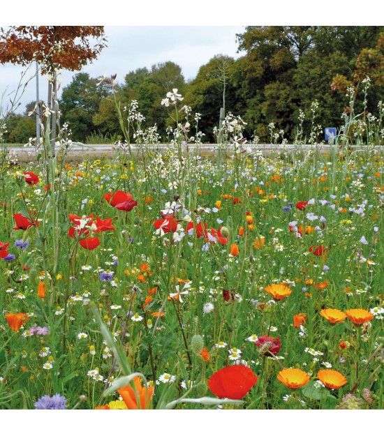 Prairie de fleurs graines Prairie de fleurs graines