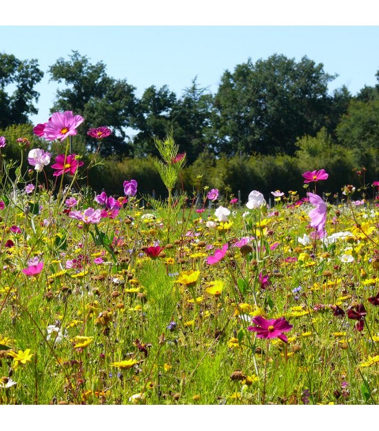 Prairie de fleurs graines Prairie de fleurs graines
