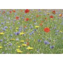 Mélange Pollinisation Sauvages