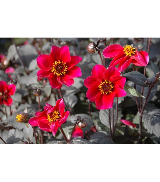 Bio Symbiose Dahlia Connect