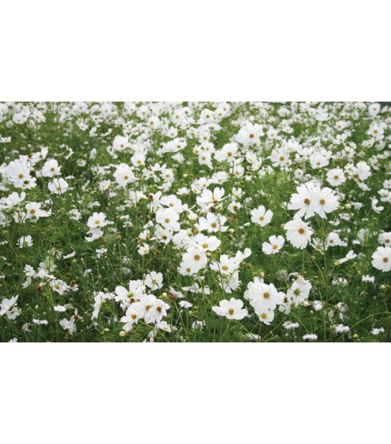 Prairie Fleurie -Fleurir son jardin en Blanc