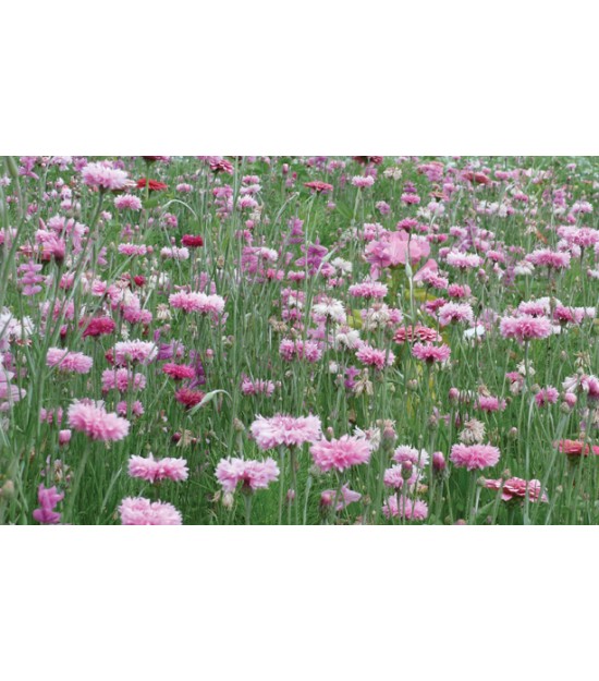 Prairie Fleurie - Fleurir son jardin en ROSE