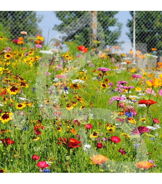 Prairie Fleurie de Nova-Flore - Fiesta