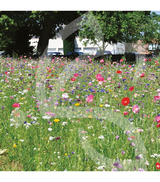 Prairie Fleurie de Nova-Flore - Nova-Déco 