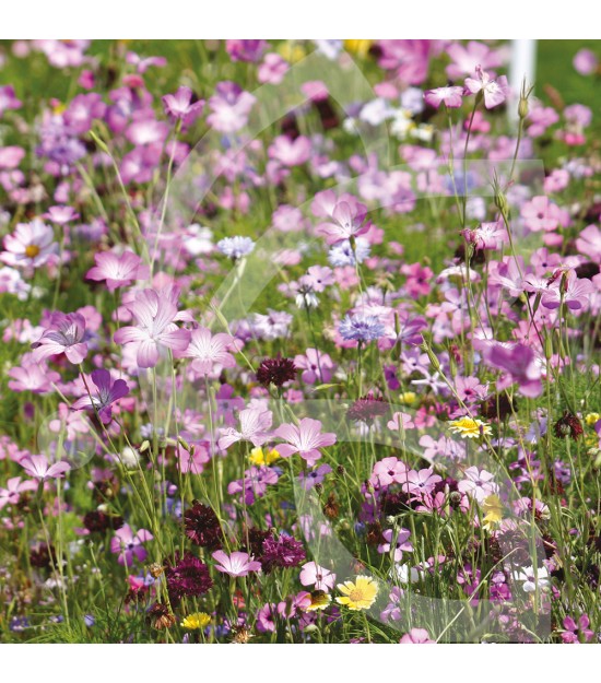 Prairie Fleurie Nova-Flore - Sérénade