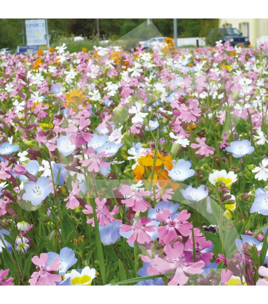 Prairie Fleurie - Mélange Extra Court