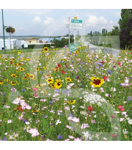 Prairie Fleurie - Pérénnis