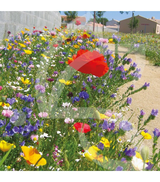 Nov'aride - Prairie Fleurie