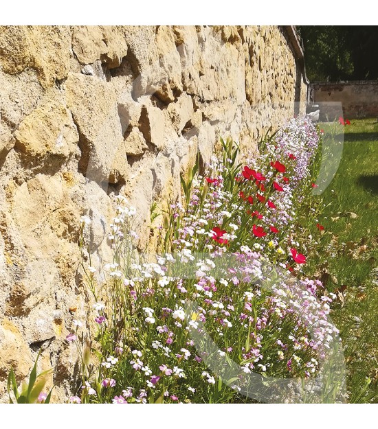 Prairie Fleurie - Pied de Mur Connect