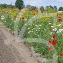 Mélange Protection du potager - fleurs hautes