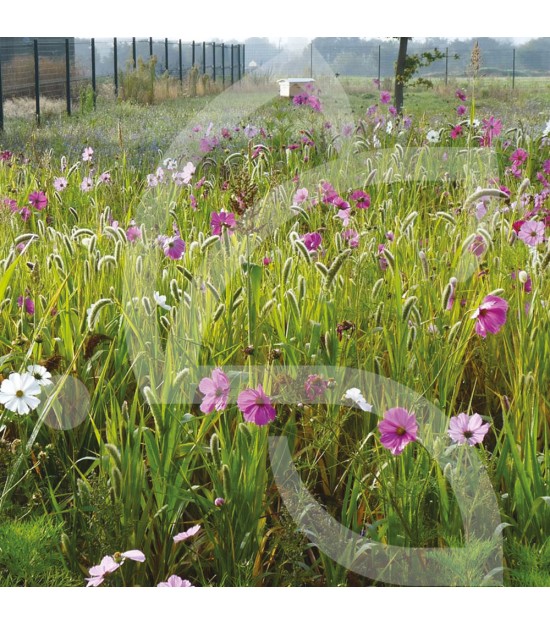 Pour les Oiseaux - Prairie Fleurie