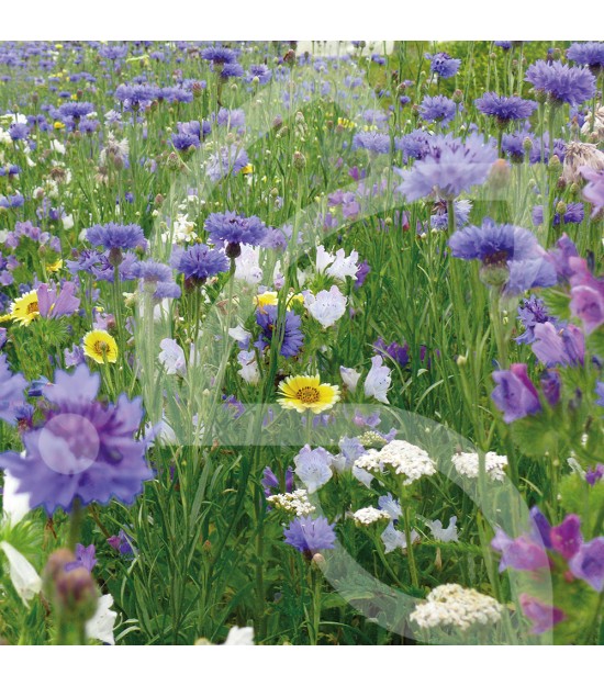 Belle Île - Prairie Fleurie