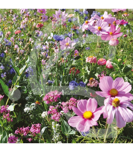 Tom-Pouce Pastel - Prairie Fleurie