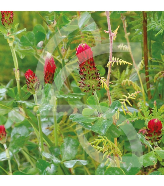 Mélange d'Engrais verts Bio Tempo Ecologique