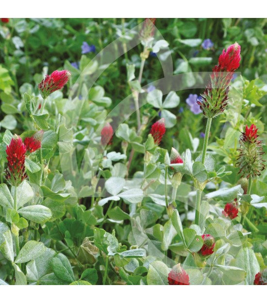 Mélange d'Engrais verts "Fertilité"