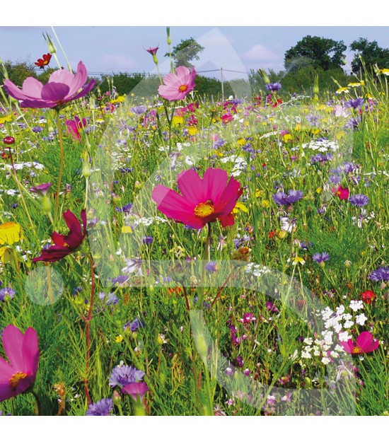 Papillon Annuelles - Prairie Fleurie 