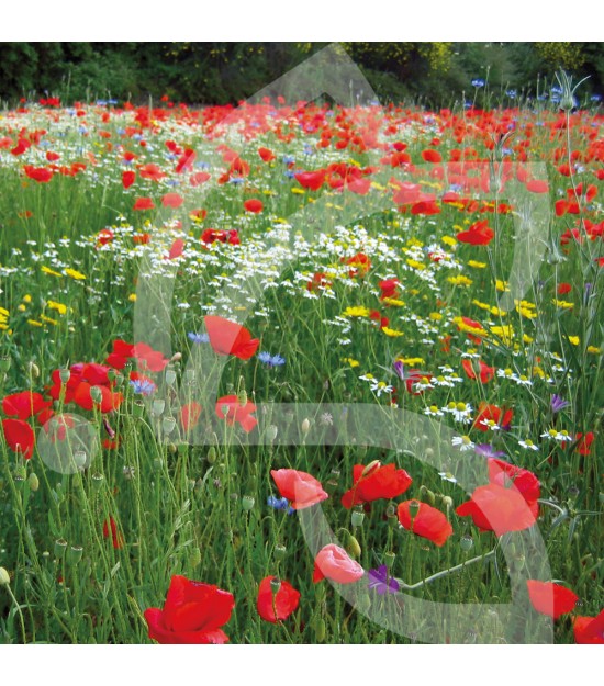 Prairie Fleurie Nova-Flore - fleurs des champs