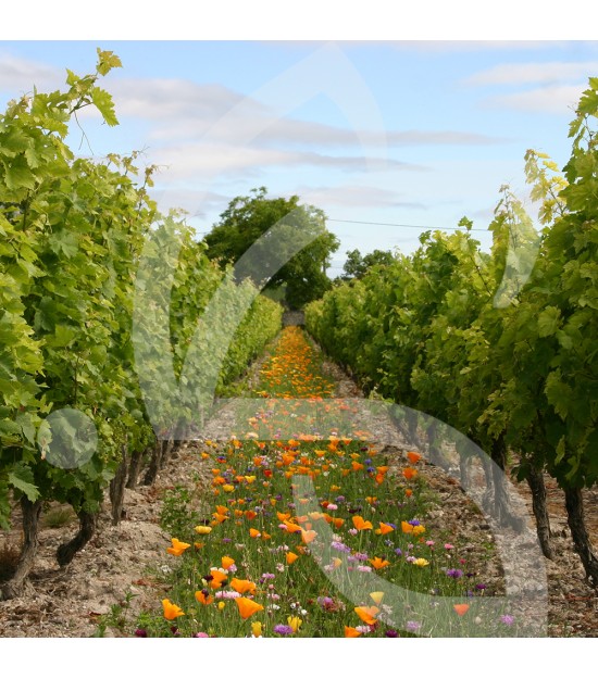 Déco vignes annuelles - Jachère Fleurie