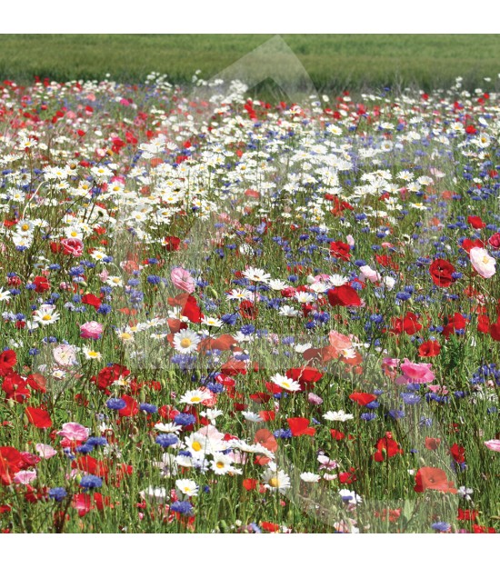 Fleurs d'antan - Jachère Fleurie