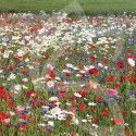 Fleurs d'Antan