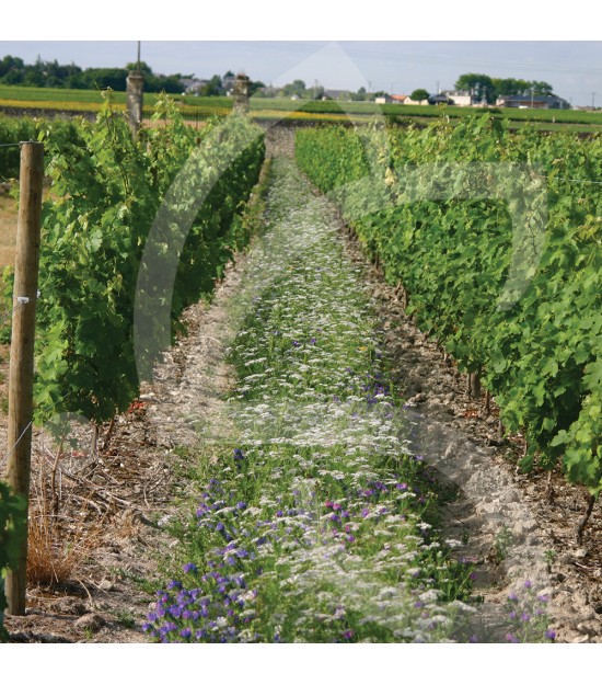 Déco vignes vivaces - Jachère Fleurie