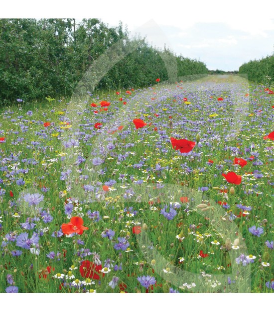 TOURNIERES BIODIVERSITE