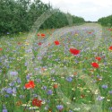 Tournières Biodiversité