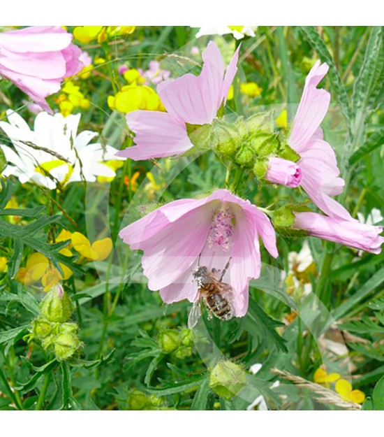 Mélange Pollinisation Vivace