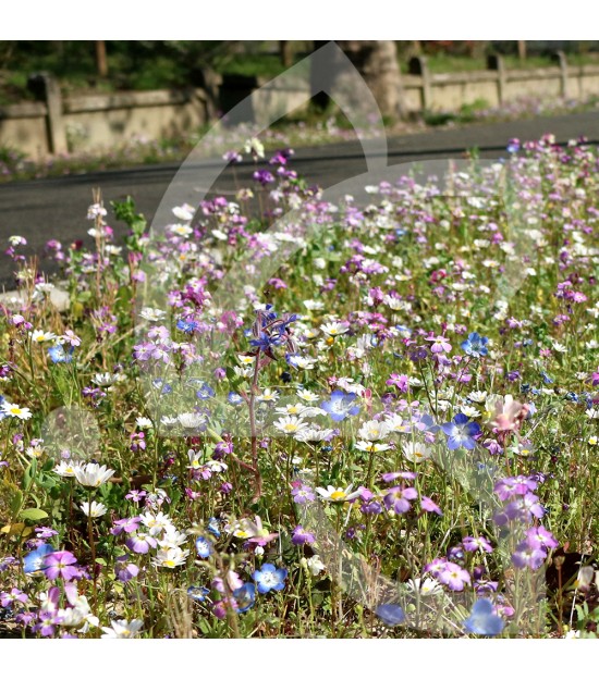 Gazon Fleuri Connect - Prairie Fleurie