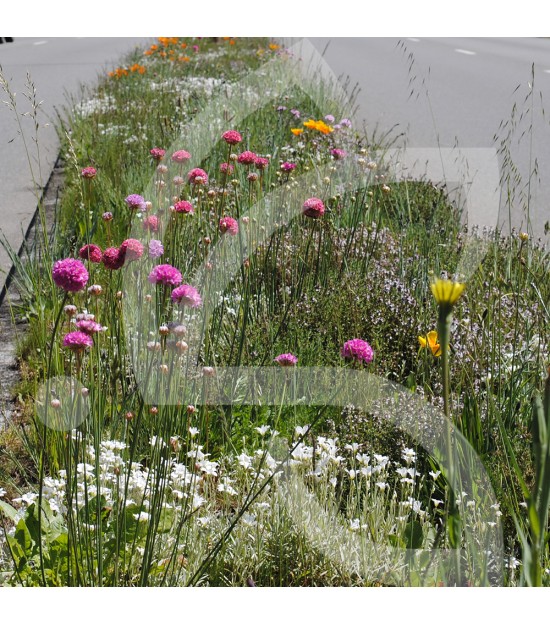 Gazon Fleuri Connect - Prairie Fleurie