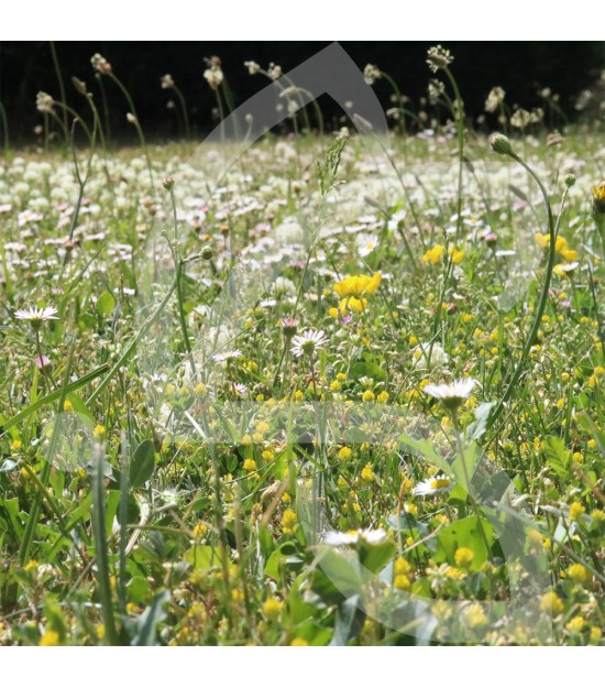 Gazon Fleuri Connect - Prairie Fleurie