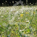 Api'Flore Biodiversité Connect