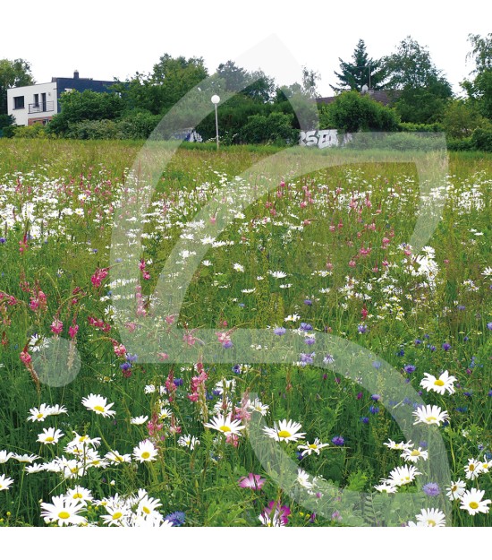 Gazon Fleuri Connect - Prairie Fleurie