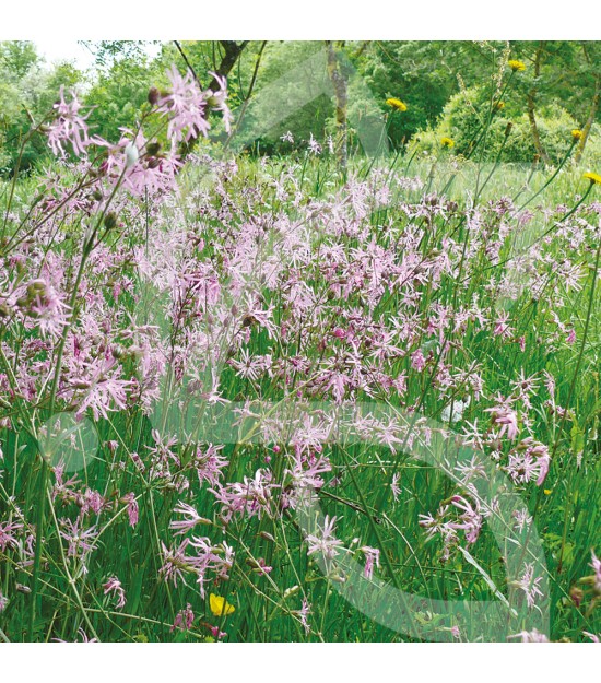 Hexa’Flore Prairies Humides Connect