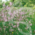 Hexa’Flore Prairies Humides Connect