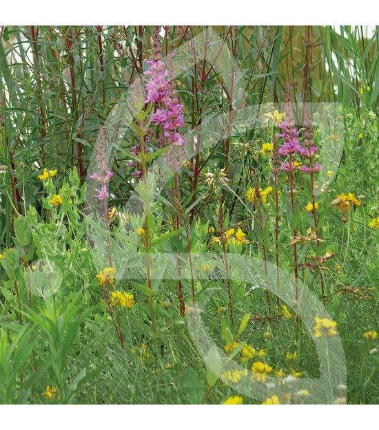 Hexa’Flore Prairies Humides Hautes Connect