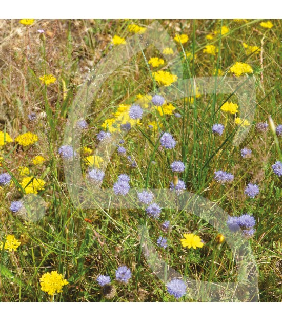 Hexa’Flore Prairies Sèches Connect