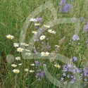 Hexa’Flore Prairies Sèches Connect