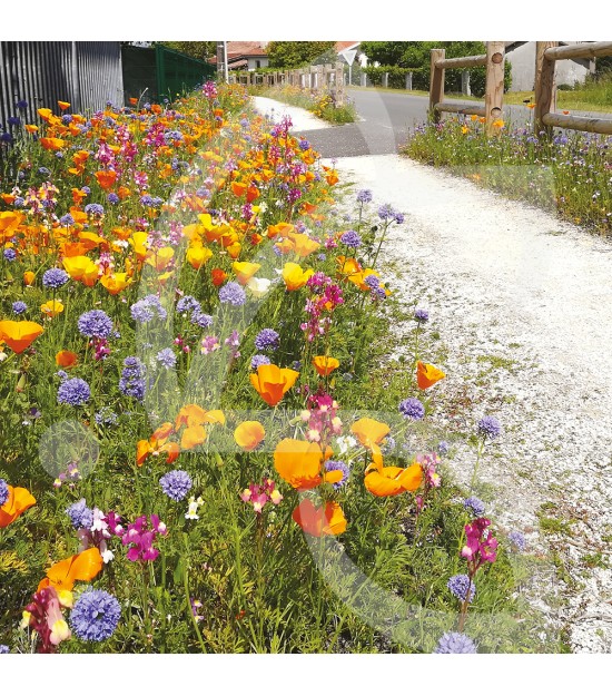 Tom-Pouce Vivaces - Prairie Fleurie