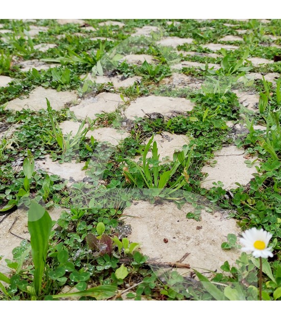 BIO COUV' JOINTS DE PAVE CONNECT