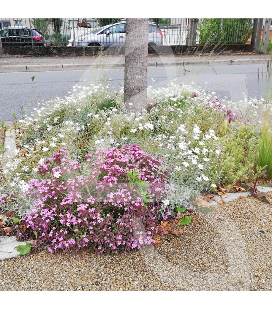 BIO COUV' PIED D'ARBRE SITUATION EXTREME CONNECT