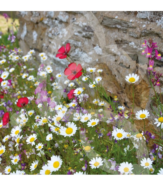 BIO COUV' PIED DE MUR POLLINISATEURS CONNECT