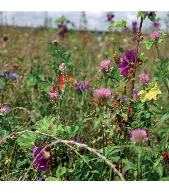 Jachère Mellifère Automnale pour la Biodiversité et les Abeilles