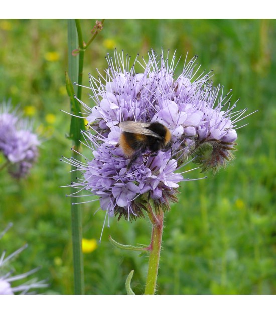 Phacélie - Phacelia tanacetifolia (Engrais Vert)