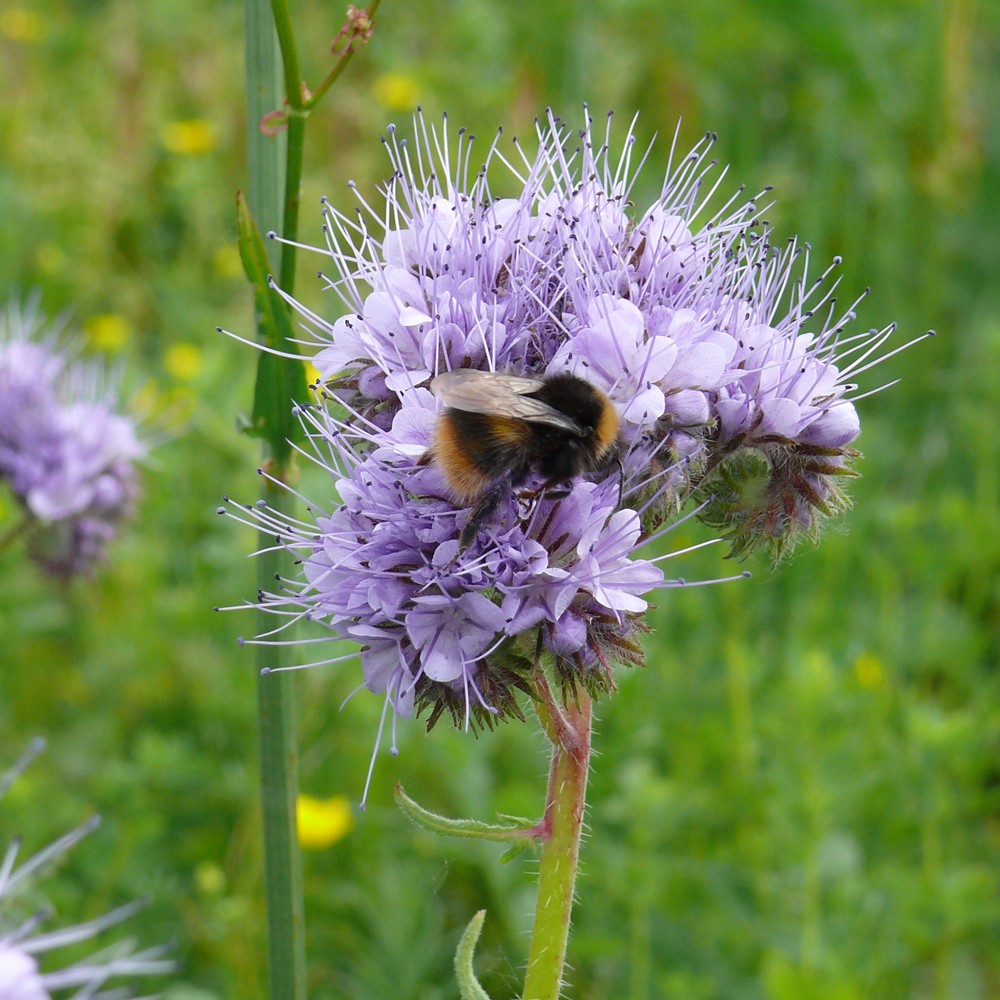 10000 graines abeilles Pâturage-Phacelia tanacetifolia épis belle rainfarn-phazelie 