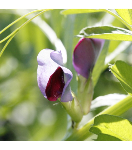 Vesce commune - Vicia sativa