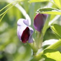 Vesce commune - Vicia sativa