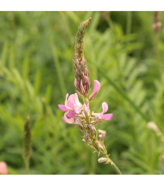 Sainfoin - Onobrychis sativa (ou vicifolia)