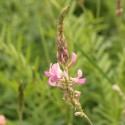 Sainfoin - Onobrychis sativa (ou viciifolia)